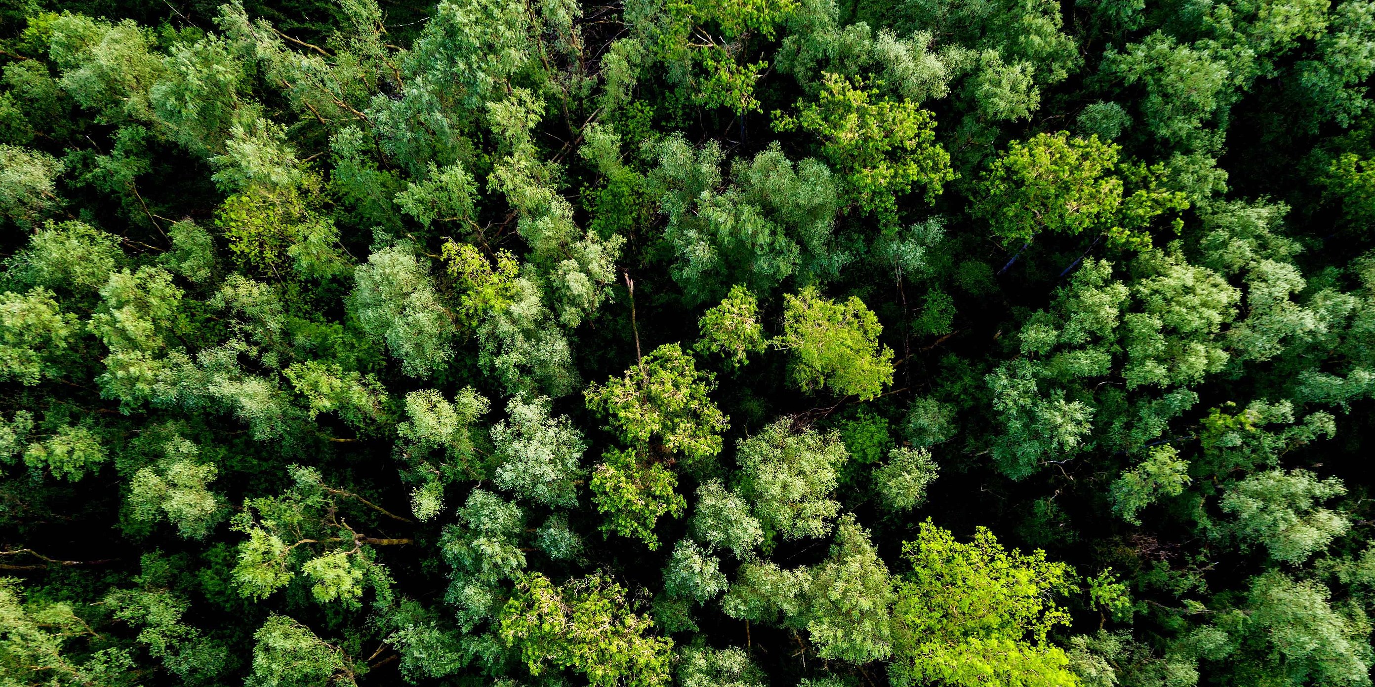 A forest with a lot of green trees from above 