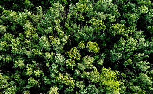 A forest with a lot of green trees from above 