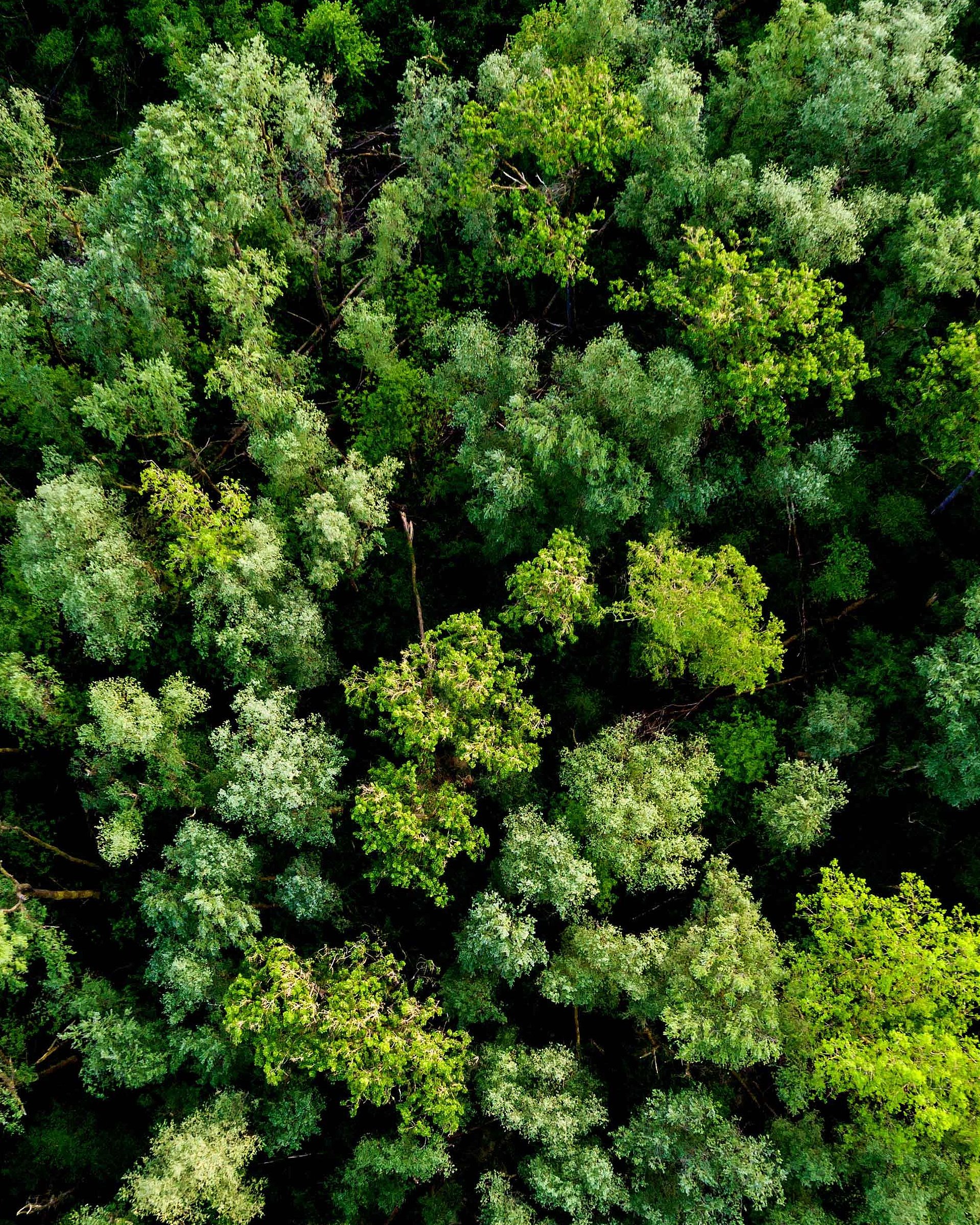 A forest with a lot of green trees from above 