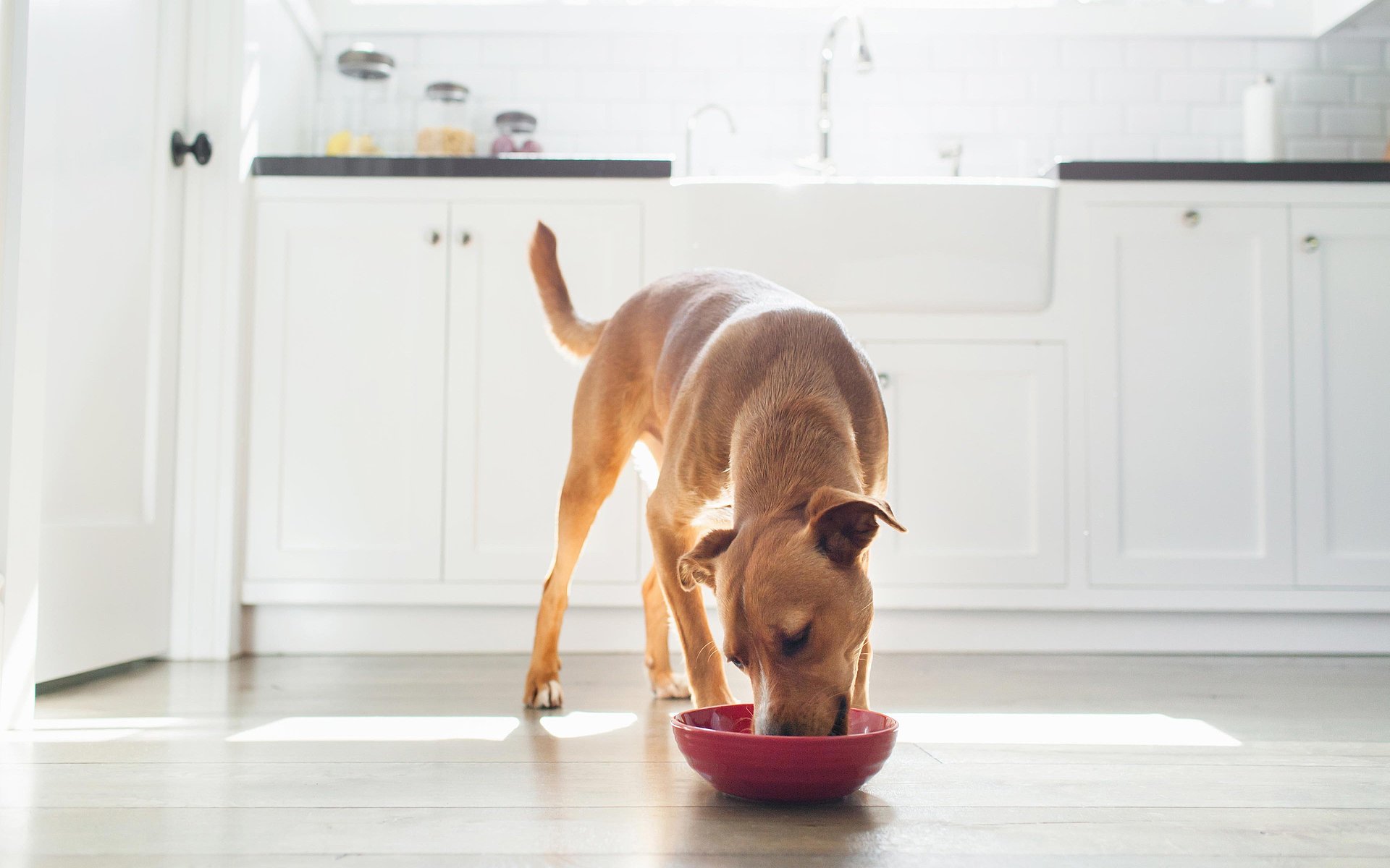 Un chien marron mange de la nourriture pour chien dans sa gamelle rouge