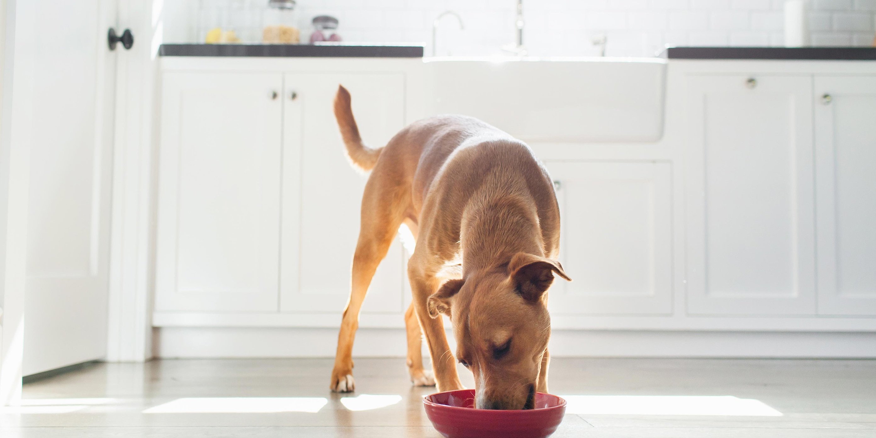Ein brauner Hund frisst Hundefutter aus seinem roten Futternapf