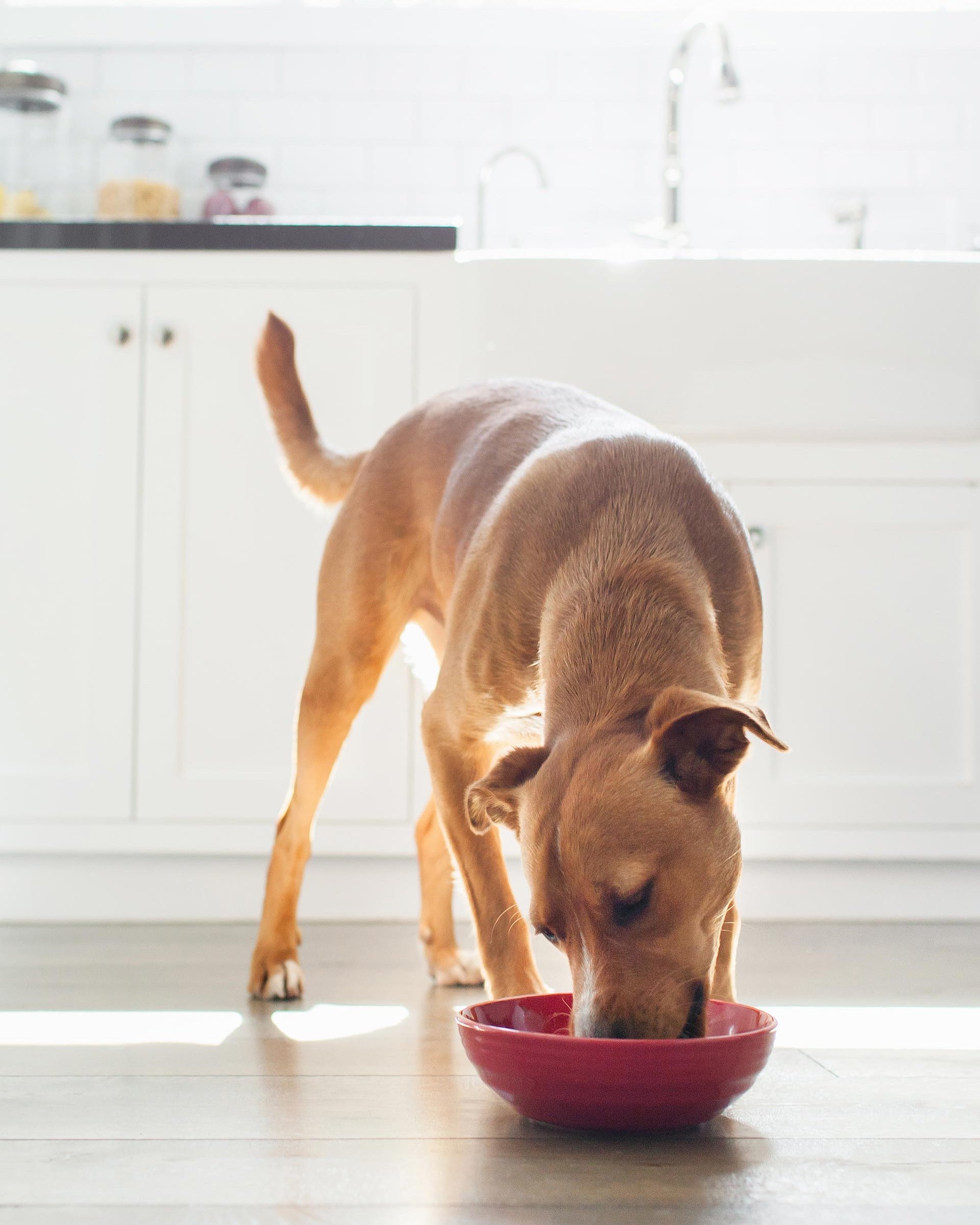 A brown dog is eating dog food from its red food bowl