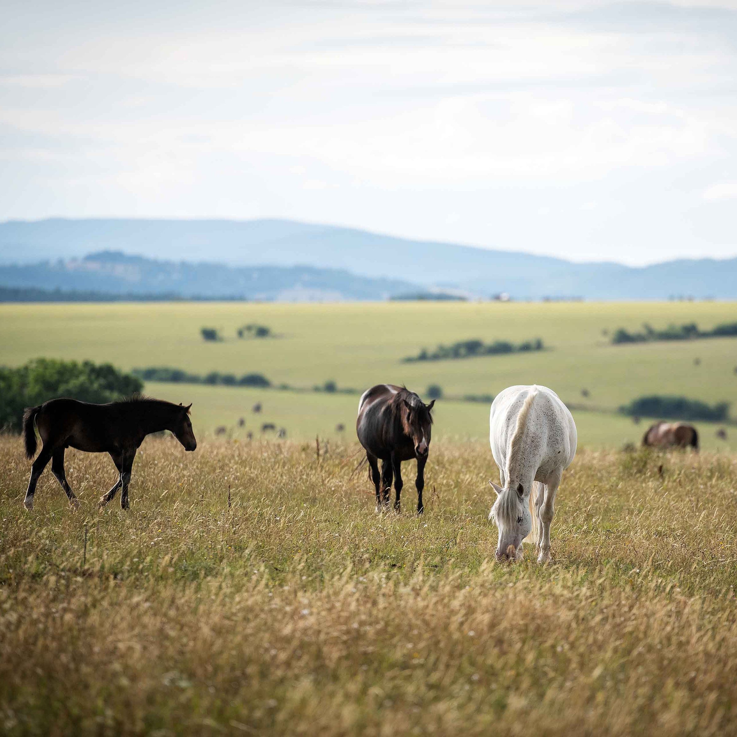 Two brown horses and one white horse are standing in a meadow