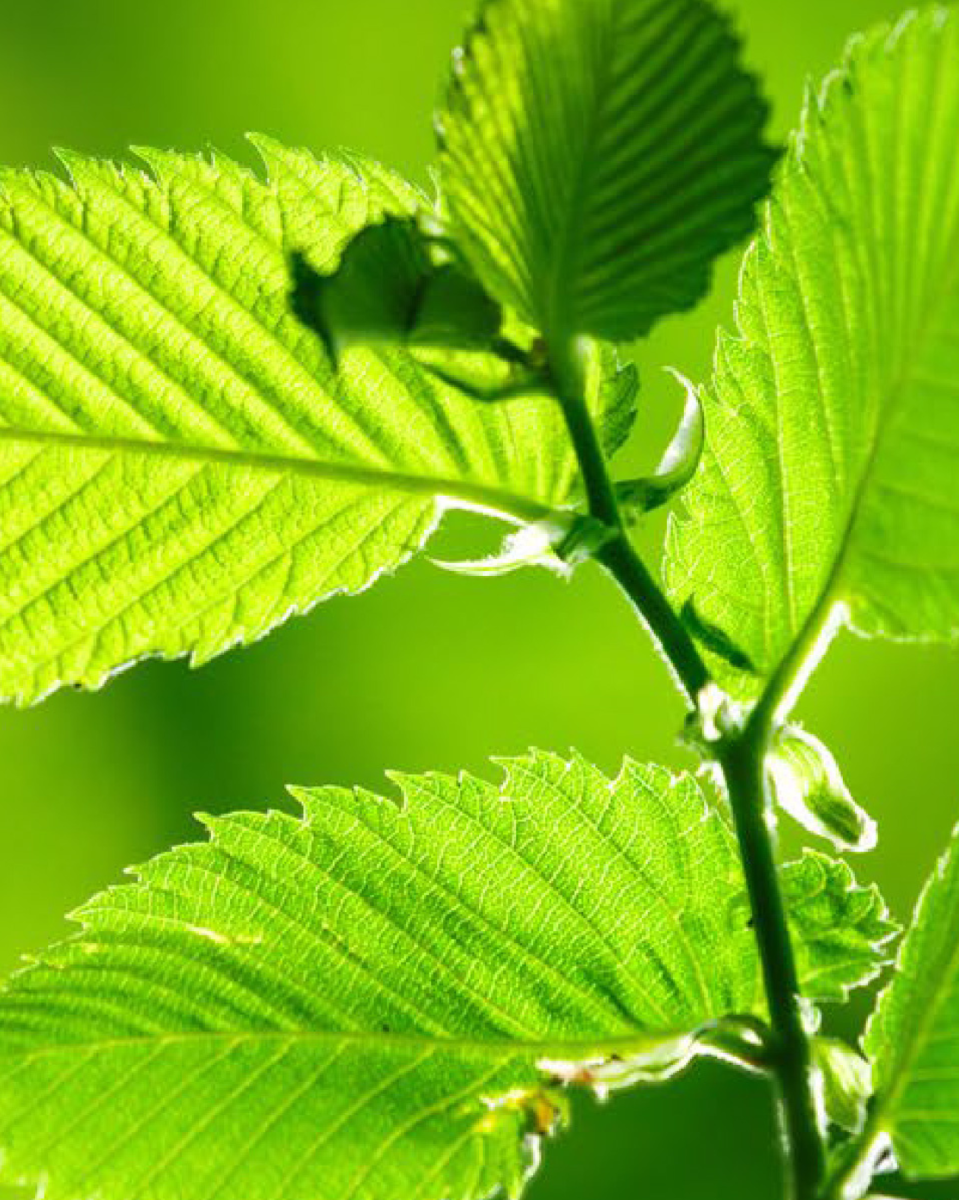 Picture of a small branch with green leaves