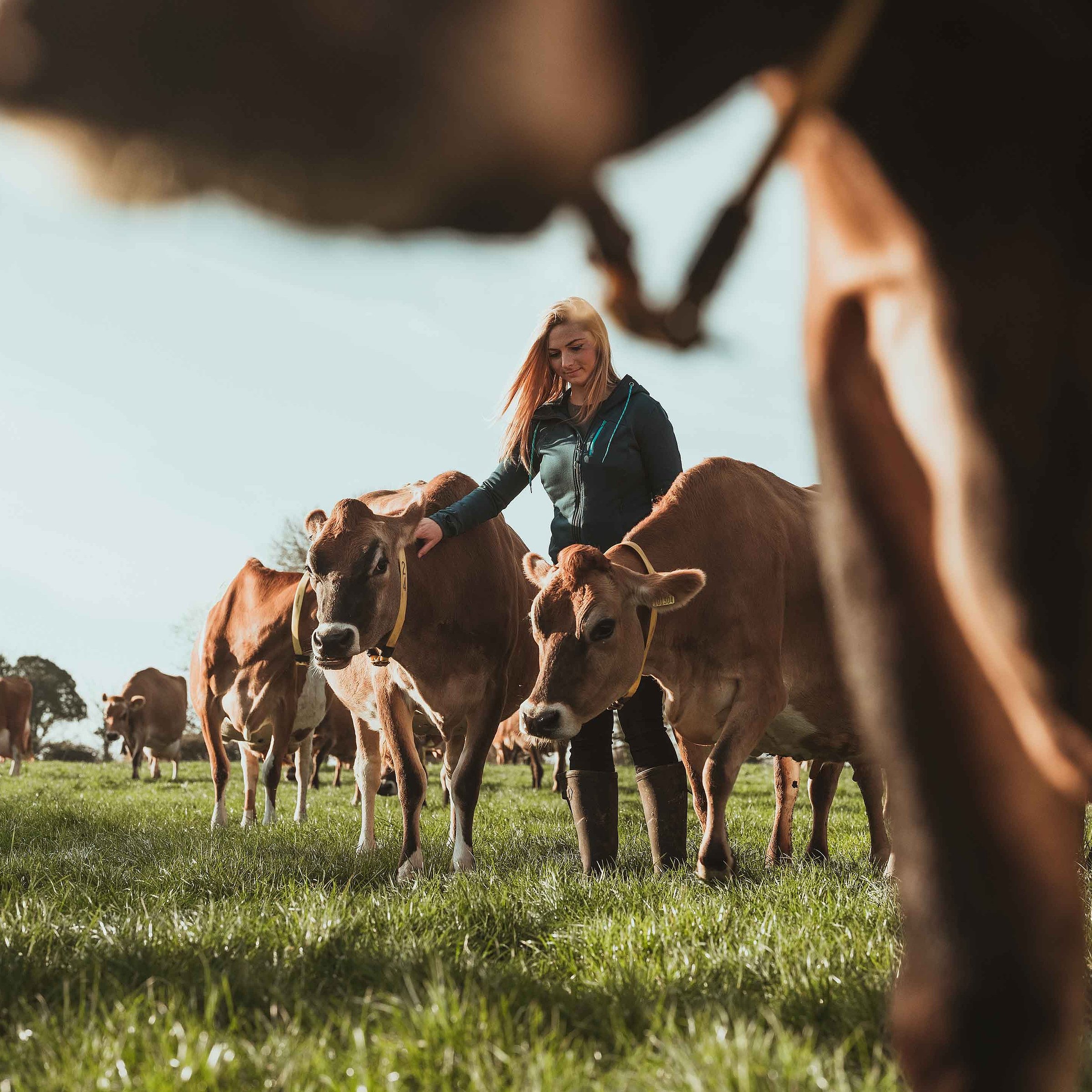 A woman is standing in a meadow between cows. Bischof+Klein manufactures plastic packaging for agriculture and horticulture.